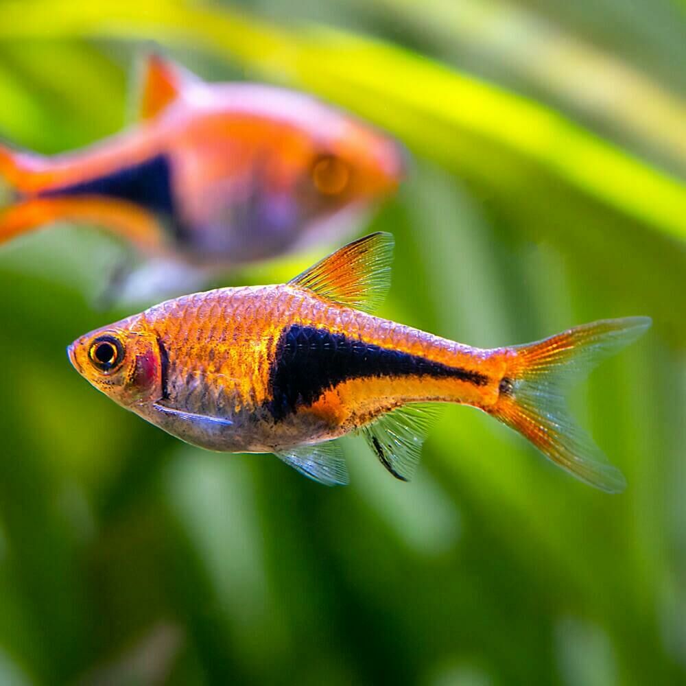 Imagem do Rasbora Arlequim